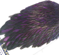 American hen cape blw / purple Whiting 